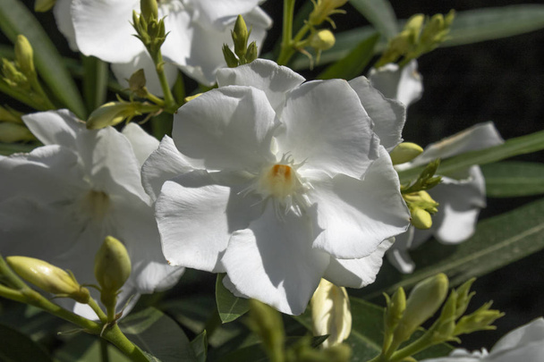 Witte mandevilla bloem. Close-up. Onscherpe achtergrond. - Foto, afbeelding