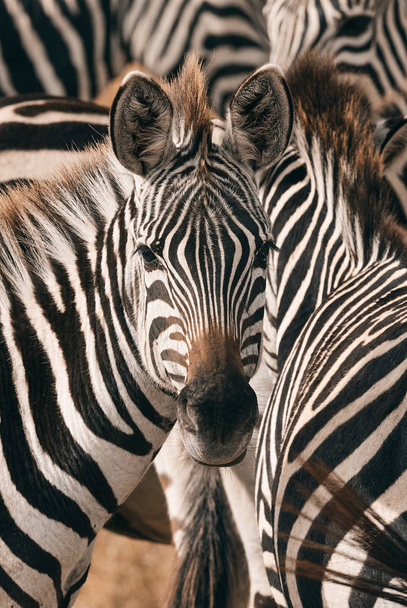 Portrait of a zebra among his fellows. - Фото, изображение