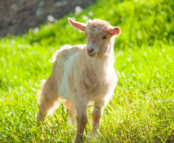 goat grazing - Photo, Image