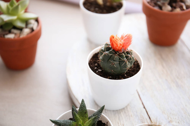 Pot-zöld kaktusz - Fotó, kép