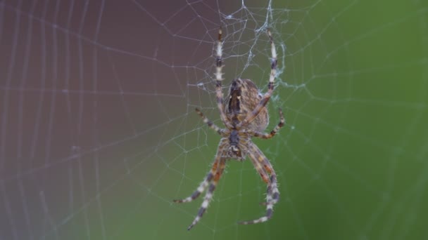Een grote harige spin, zit met een prachtig patroon aan de oppervlakte, op het web. In de tuin op de struiken een groot web met een spin roofdier. - Video