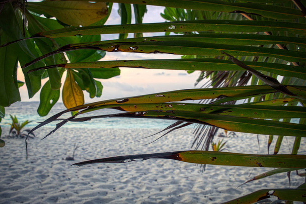 Ten unikalny obraz pokazuje zachód słońca na Malediwach. Słońce znika za palmami, a niebo zmienia kolor na żółty. - Zdjęcie, obraz