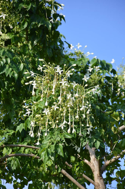 biały indyjski korek kwiat w natura ogród - Zdjęcie, obraz