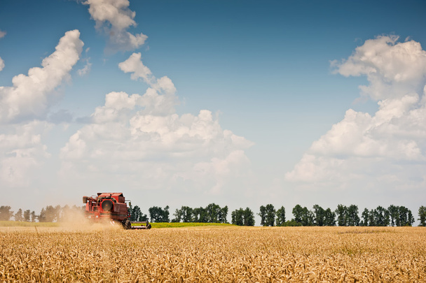 Combine harvesting wheat - Photo, Image