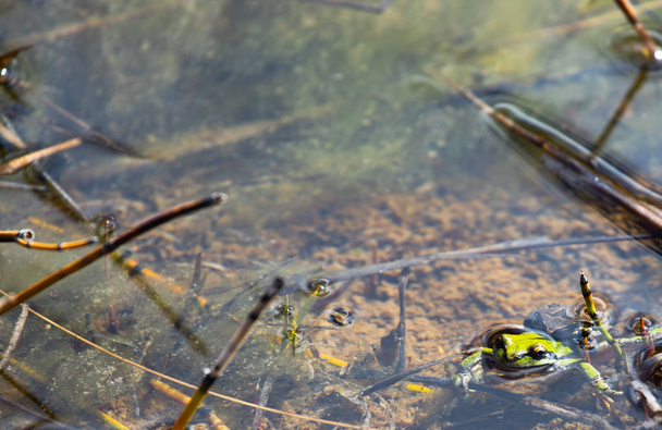 Paar van Pacific Treefrogs (Hyla Regilla) paring terwijl ondergedompeld - Foto, afbeelding