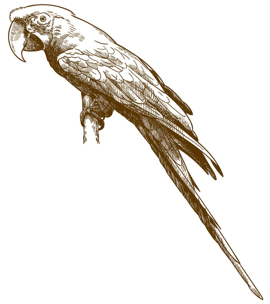 Χαρακτική αντίκα απεικόνιση του πράσινου-φτερωτή Macaw - Διάνυσμα, εικόνα
