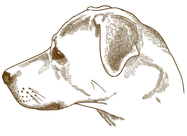 gravura ilustração de labrador retriever cur cabeça
 - Vetor, Imagem