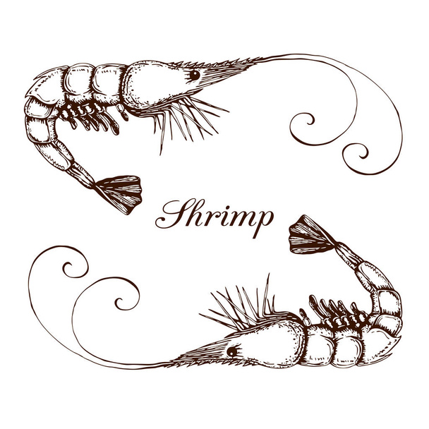 Hand drawn engraved ink shrimp or prawn illustration isolated on white. etched seafood graphic.Outline sketch of realistic shrimp. prawn line drawing.vector shrimps prawns collection in vintage style - Вектор,изображение
