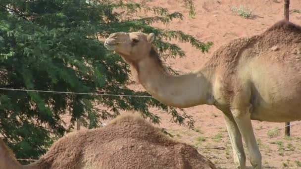 Καμήλες Dromedary τρώει φύλλα στην άμμο της ερήμου.  - Πλάνα, βίντεο