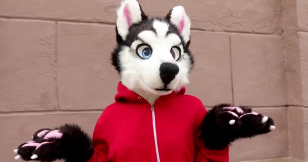 Osoba ubrana jak Husky pies na ulicy - Materiał filmowy, wideo