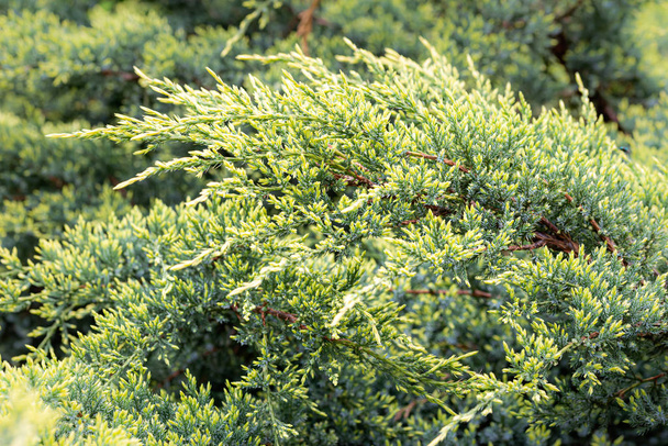 Juniperus horizontalis "Golden Carpet" boom - Foto, afbeelding