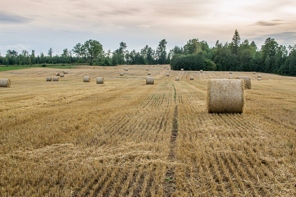 Haystacks en el campo, hora de verano, campo
 - Foto, imagen