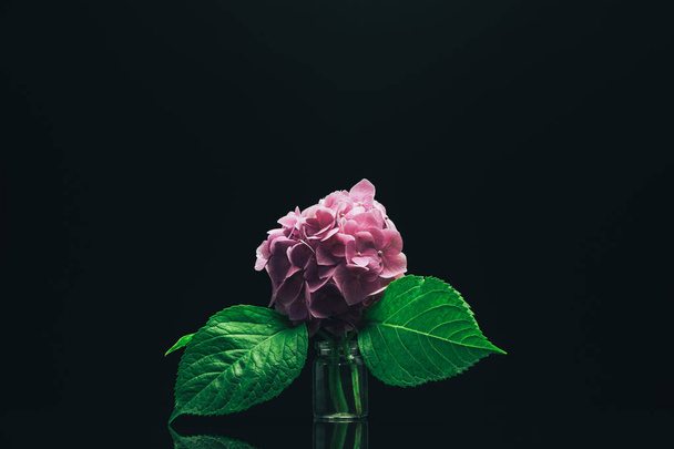 Kaunis violetti hortensia kukka maljakko lasi musta tausta
.  - Valokuva, kuva