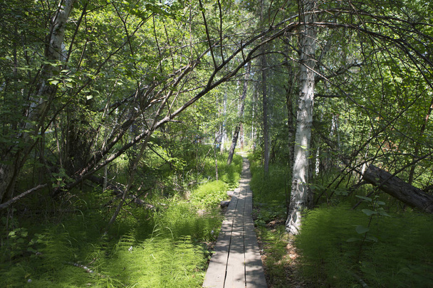 Holzweg im Wald - Foto, Bild