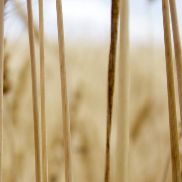 ウクライナの畑の黄金の小麦の小冊子 - 写真・画像