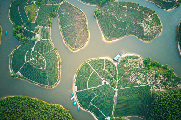 タインチュン島の茶農園の航空写真, Nghe An, ベトナム. - 写真・画像
