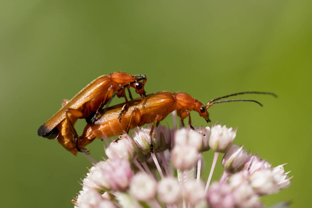 Mating red soldier beetles - Photo, Image