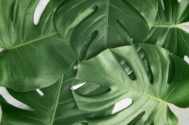 Isolate Dark green Monstera large leaves, philodendron tropical foliage plant growing in wild on white background with clipping path concept for flat lay summer greenery leaf texture rainforest floral - Fotografie, Obrázek