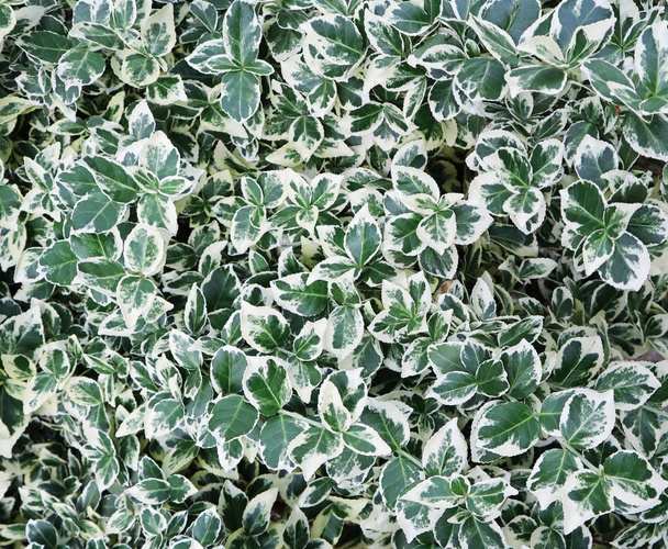 Natural background. Euonymus fortunei Emerald Gaiety with green  - Photo, Image