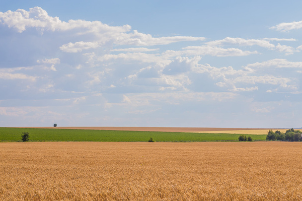 Summer Landscape with Wheat Field - Foto, imagen