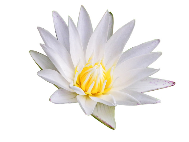λευκό lotus - Φωτογραφία, εικόνα