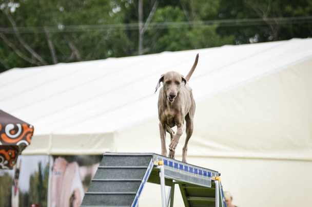 Dog, weimaraner in agility on balance beam. Amazing day on czech agility competition. - Photo, Image
