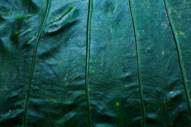 green tropical leaf texture - Foto, afbeelding