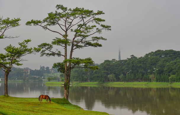 Een paard staande op gras in de buurt van het meer - Foto, afbeelding
