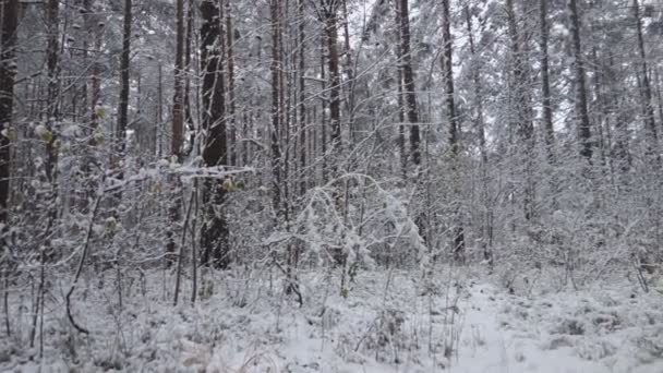 w zimie Las śnieg spada wśród drzew - Materiał filmowy, wideo
