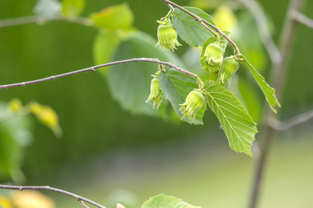 Detail of a hazelnuts, still green, growing on the tree. - Photo, Image
