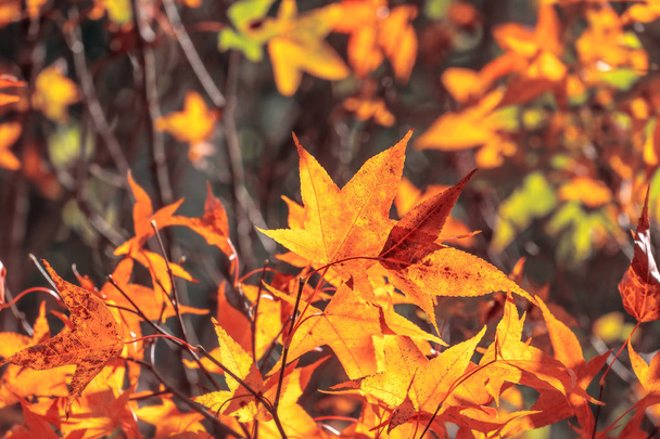 Piękne liście klonu jesienią słoneczny dzień na pierwszym planie i rozmyte tło w Kyushu, Japonia. Bez ludzi, zbliżenie, przestrzeń do kopiowania, ujęcie makro. - Zdjęcie, obraz