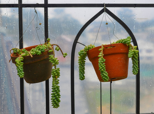 Pot van planten voor decoratie in oud huis - Foto, afbeelding