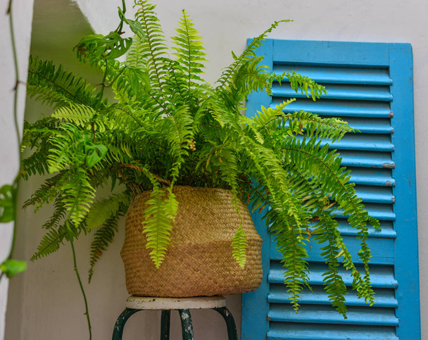 Pot of plants for decoration at old house - Photo, Image