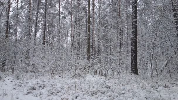 v zimě lesní sníh padá mezi stromy - Záběry, video