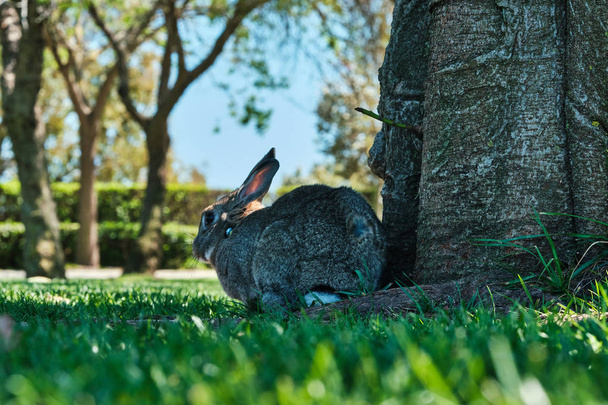Big hare on a grass near a trunk - Photo, Image