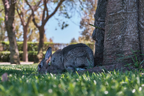großer Hase auf einem Gras in der Nähe eines Baumstamms - Foto, Bild