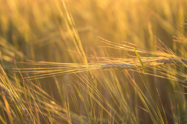 Close up of a wheat field - Foto, Bild