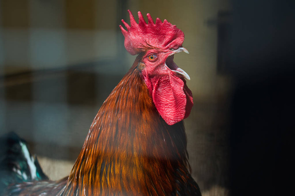 Close-up portrait of cock head with big red tufted - Photo, Image