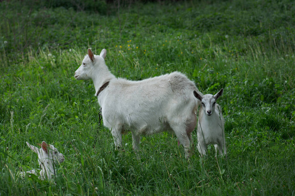 Ziegenherde. weiße Ziege mit Kindern  - Foto, Bild