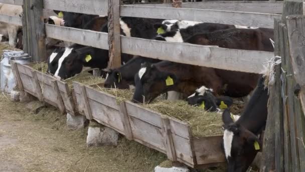 young cows calves eat hay in a pen - Footage, Video