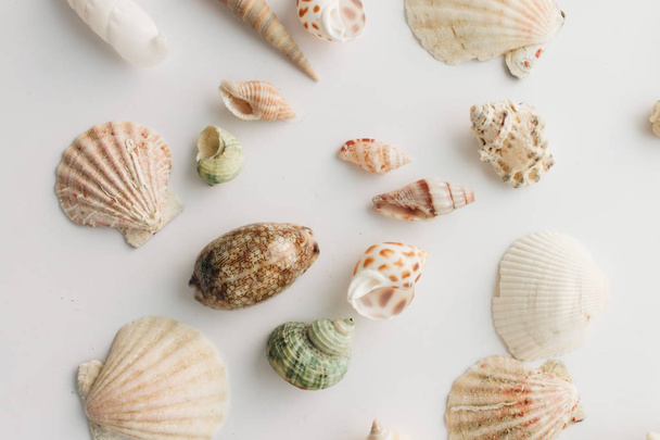 σωρός από όμορφα κελύφη της θάλασσας σε λευκό φόντο - Φωτογραφία, εικόνα