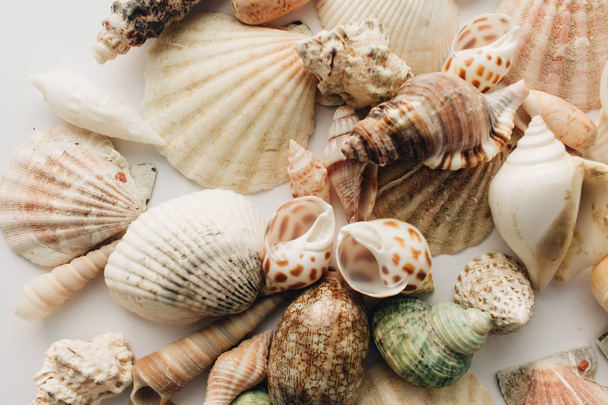 pile of beautiful sea shells on white background - Photo, Image