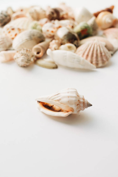 pile of beautiful sea shells on white background - Фото, изображение