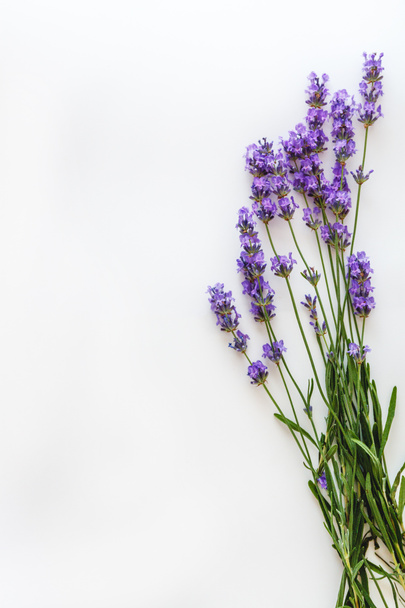 bouquet of fresh lavender flowers on white background, top view, isolated. Copy space. Flat lay - Foto, imagen