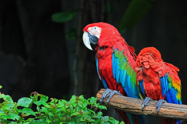Papagei - Foto, Bild