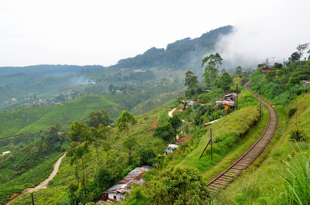 Railway through tea plantations in Srí Lanka - 写真・画像