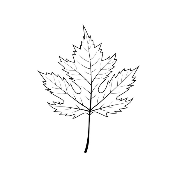 jesienny liść klonu izolowany na białym tle - Wektor, obraz