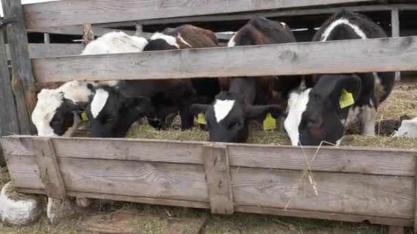 vacas jovens bezerros comem feno em uma caneta
 - Filmagem, Vídeo