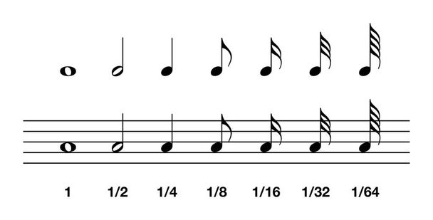 Standard note values in music notation - Vector, Image