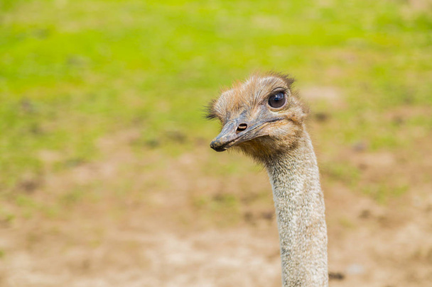 ostrich bird head and neck - Fotoğraf, Görsel
